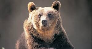 17-year-old attacked by bear while on her way to school at Surla-Sattari
