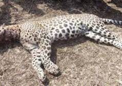 Leopard trapped in snare dies at Mangueshi