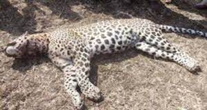Leopard trapped in snare dies at Mangueshi