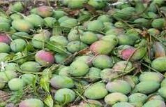 Gene bank at Chinchinim farm to preserve 32 mango varieties of Goa