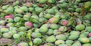 Gene bank at Chinchinim farm to preserve 32 mango varieties of Goa