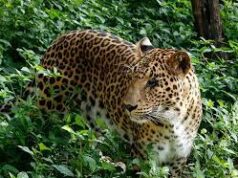 Leopard spotting at Saleli–Sattari residential area triggers panic