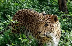 Leopard spotting at Saleli–Sattari residential area triggers panic