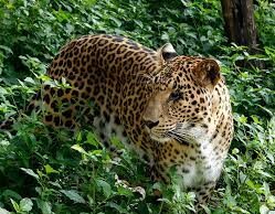 Leopard spotting at Saleli–Sattari residential area triggers panic