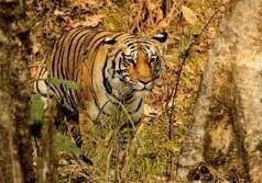 State Wildlife Board decides to develop Surla Plateau and Mollem for eco-tourism