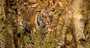 State Wildlife Board decides to develop Surla Plateau and Mollem for eco-tourism