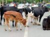 Cow & four calves killed by speeding vehicle at Cuncolim
