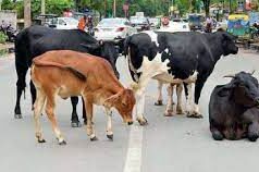 Cow & four calves killed by speeding vehicle at Cuncolim