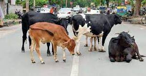 Cow & four calves killed by speeding vehicle at Cuncolim
