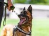 Sniffer dogs identify probable spots of leakage