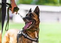 Stray dog bite cases in Goa exaggerated, 372 and not 37,197 cases in 3 years: GAF