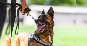 Stray dog bite cases in Goa exaggerated, 372 and not 37,197 cases in 3 years: GAF
