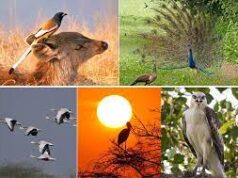 7th Bird Festival of Goa to be held from Jan 27 to 29 at ICG