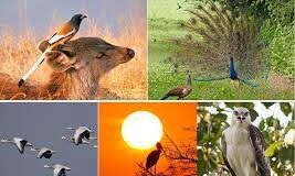 7th Bird Festival of Goa to be held from Jan 27 to 29 at ICG