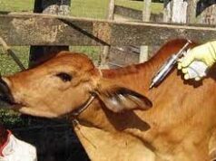 30 day foot and mouth disease control vaccination program to commence from Feb 1