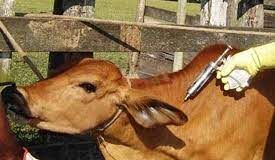 30 day foot and mouth disease control vaccination program to commence from Feb 1