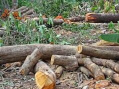 Security deposit for tree cutting hiked to Rs 1,000 per tree