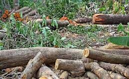 Security deposit for tree cutting hiked to Rs 1,000 per tree