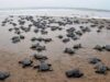 93 nests with 9460 Olive Ridley Turtle eggs recorded in Goa as on date