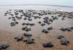 93 nests with 9460 Olive Ridley Turtle eggs recorded in Goa as on date