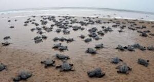 93 nests with 9460 Olive Ridley Turtle eggs recorded in Goa as on date
