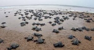 93 nests with 9460 Olive Ridley Turtle eggs recorded in Goa as on date