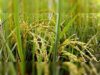 Goa State Amritkal Agriculture Policy 2024 submitted to the govt by the drafting committee