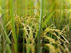 Govt revises assured price scheme for paddy; ₹2 hike over MSP announced by Center
