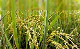 Goa State Amritkal Agriculture Policy 2024 submitted to the govt by the drafting committee
