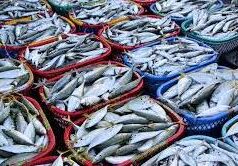 SGPDA mulling shifting of Margao wholesale fish market to Verna IDC for 6 months