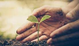 Center invites proposals to empower panchayats for plant genetic resource conservation