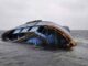 Fishing boat capsizes in Chapora river; all 4 onboard rescued