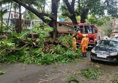 Huge tree comes crashing down at St Cruz
