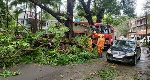 Huge tree comes crashing down at St Cruz