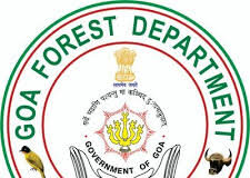 GFDC set to rejuvenate 1240 ha of cashew plantation in 5 years by spending Rs 31.67 crore