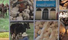 7 Veterinary officer posts announced on contract basis