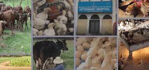 7 Veterinary officer posts announced on contract basis