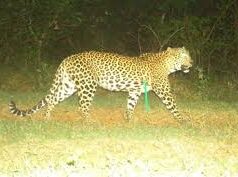 Leopard attacks scooter rider in Mulgao; man escapes with injuries