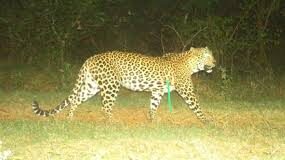 Leopard attacks scooter rider in Mulgao; man escapes with injuries