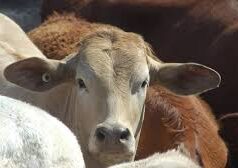 Livestock census goes digital, to cover 12 species and 221 breeds