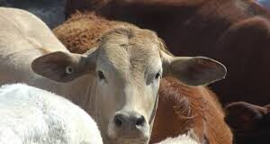 Livestock census goes digital, to cover 12 species and 221 breeds