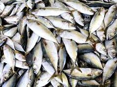 Two boats from Malpe Karnataka seized at Nerul for illegal fishing
