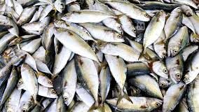 Two boats from Malpe Karnataka seized at Nerul for illegal fishing