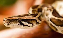 Offence registered against two for mishandling Indian python