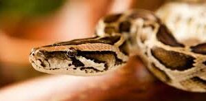 Offence registered against two for mishandling Indian python