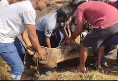 Crocodile rescued from canal at Colvale
