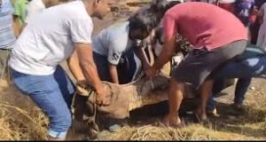 Crocodile rescued from canal at Colvale