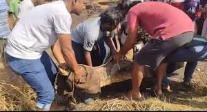 Crocodile rescued from canal at Colvale