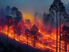 Fire engulfs cashew plantation near DMC Mines at Pissurlem