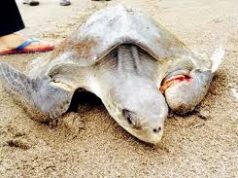 Injured Olive Ridley Turtle rescued at Cavelossim